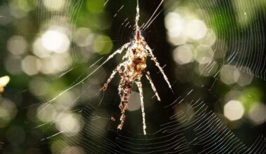 Scientists Discover Tiny Spiders Who Build Big 'Decoys' For This Clever Reason
