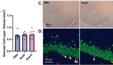 Exercise-induced vesicles boost neuron growth when transplanted into sedentary mice