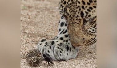Wildlife Photographer Captures Magical Moment Leopard Meets A Dung Beetle