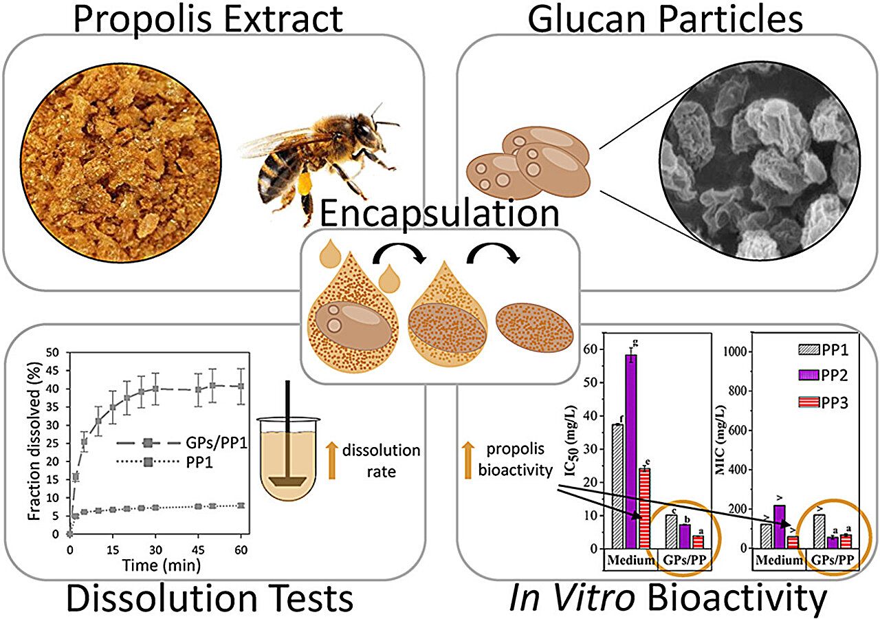 Baker's yeast carrier makes bee propolis a more potent medicine, study finds