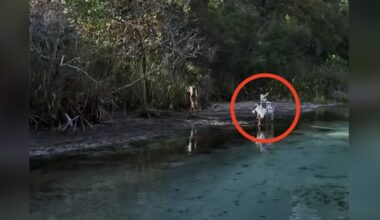 Boater Comes Face To Face With Rare Speckled Animal On River's Edge