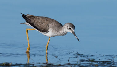 Humans have sensitive hands; solar system travels 3 times faster than predicted