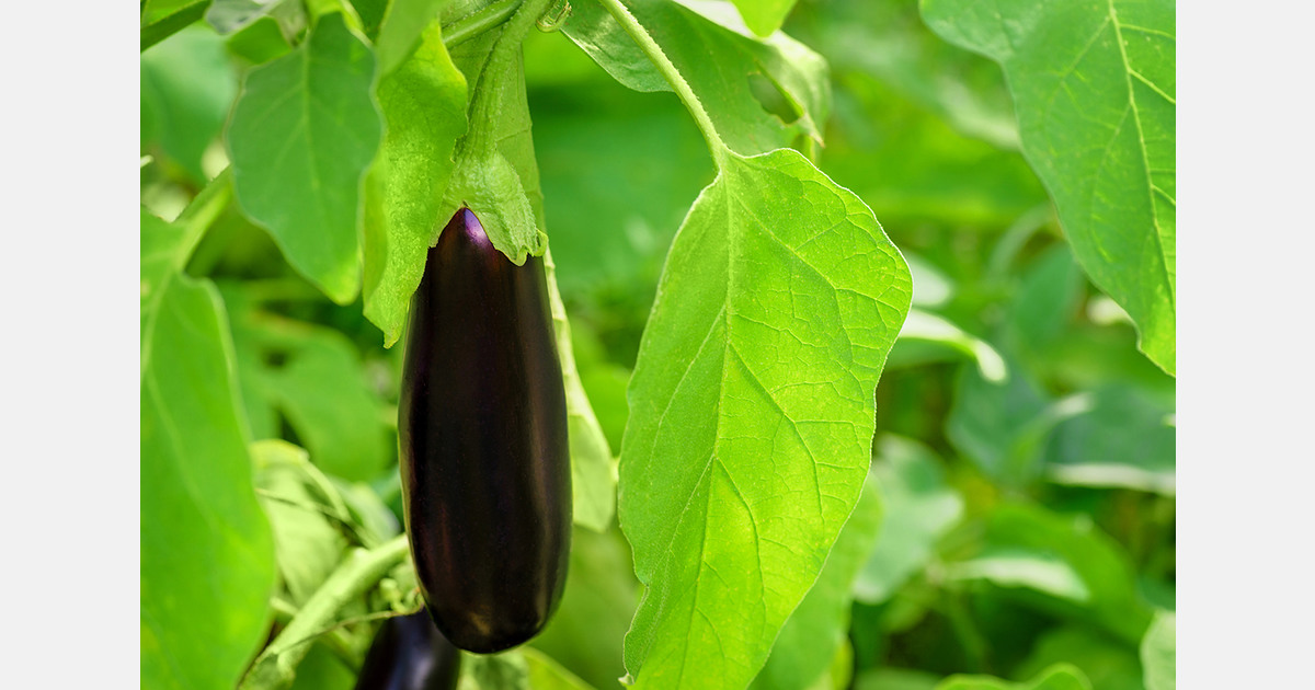 Spain leads in aubergine exports to Europe