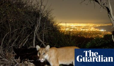 Can mountain lions make a comeback in the US north-east? One group hopes so | US news