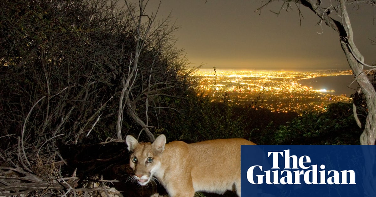 Can mountain lions make a comeback in the US north-east? One group hopes so | US news