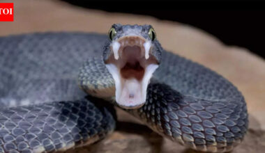 How snakes strike in under 100 milliseconds: Inside the speed, precision and mechanics of their attacks |