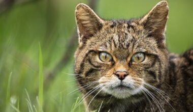 Wildcats once widespread throughout Britain now returning to England after being extinct for over a century
