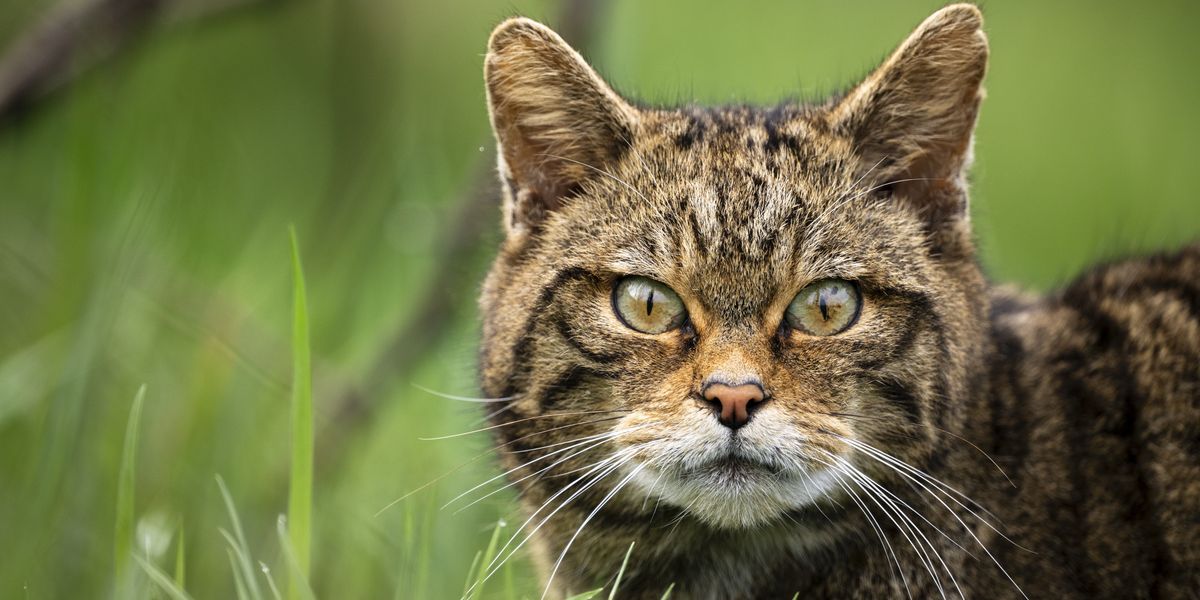 Wildcats once widespread throughout Britain now returning to England after being extinct for over a century