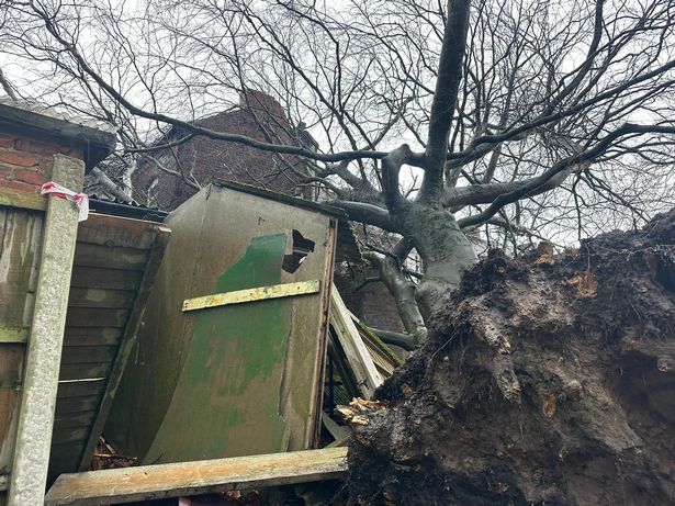The collapsed tree has obliterated a shed. and caused damaged to the roof. 