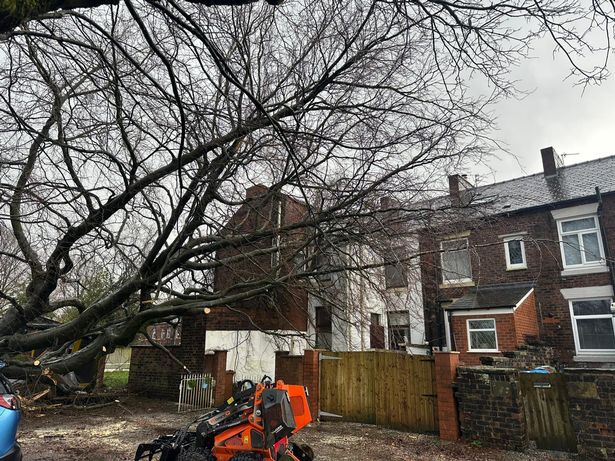 The council is due to return with a crane to remove the rest of the tree.