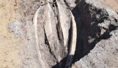 Scientists dig up two-tonne whale head found on Cornwall beach in 10-hour mission