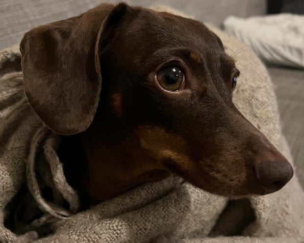 Willow, the official dog of the Guardian Thursday quiz