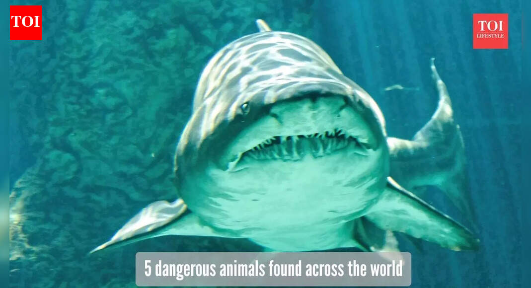 ​5 lesser-known dangerous animals around the world​