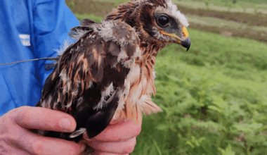 Satellite-tagged Hen Harrier ‘Circe’ disappears in suspicious circumstances in Moorfoot Hills, south Scotland – Raptor Persecution UK