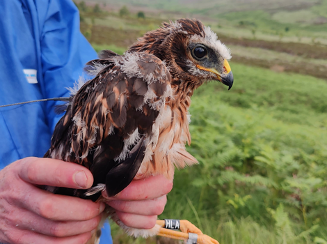 Satellite-tagged Hen Harrier ‘Circe’ disappears in suspicious circumstances in Moorfoot Hills, south Scotland – Raptor Persecution UK