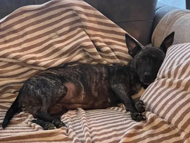 Coco has been looking for her forever home for a year now