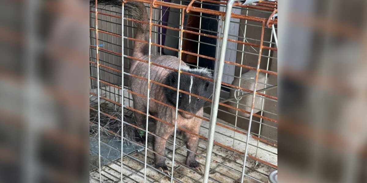 Naked Skunk Shows Up At Rescue Center All On His Own Asking For Help