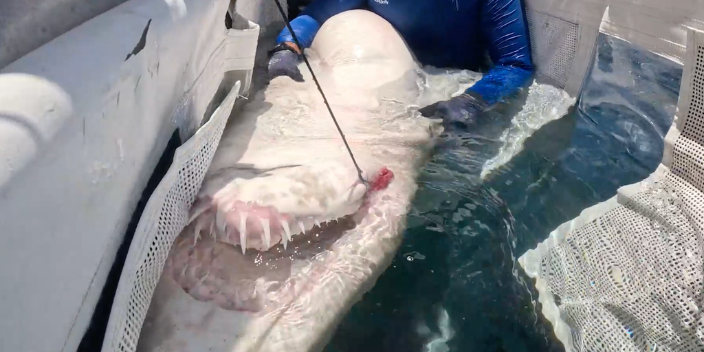 Marine Specialists Riskily Remove Fishing Hook from Shark’s Mouth