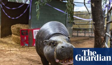 World’s oldest known pygmy hippo turns 52: ‘Anyone who meets her falls in love’ | US news