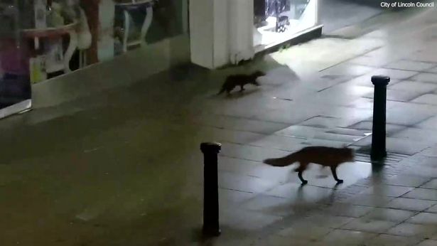 CCTV of the otter and fox