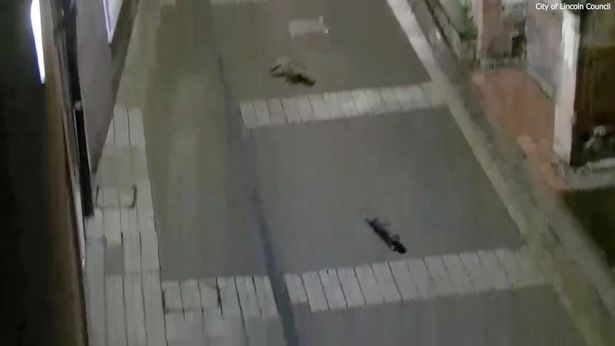 CCTV of fox and otter