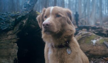 Brilliant horror Good Boy that's "a tough watch for dog lovers" gets new UK streaming home