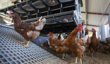 Avian influenza spreading in Belgium as the United States reports a second human death