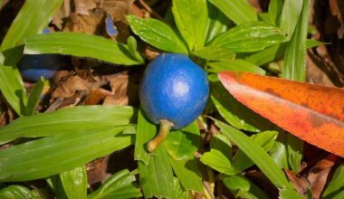 Meet The Tree That Produces The Only True Blue Fruit On The Planet. Hint: It’s Not Actually Blue