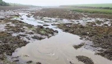 NI Water chief warns cold water swimmers in Warrenpoint to avoid discharge area