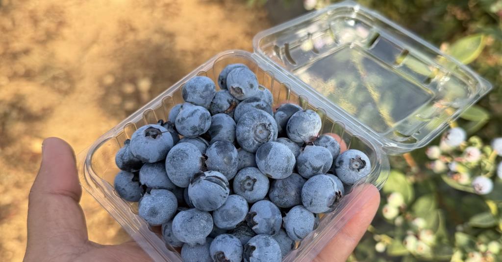 Tropical Blue sets early pace in Spain and Morocco | News