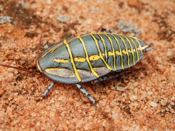 Readers’ wildlife photos – Why Evolution Is True