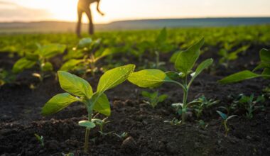 Explainer: How the EU’s first carbon removal and carbon farming rules work | NEWS