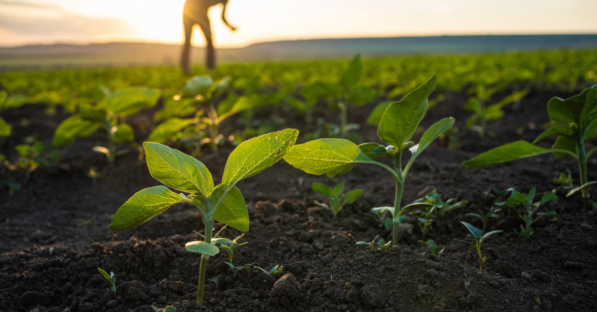 Explainer: How the EU’s first carbon removal and carbon farming rules work | NEWS