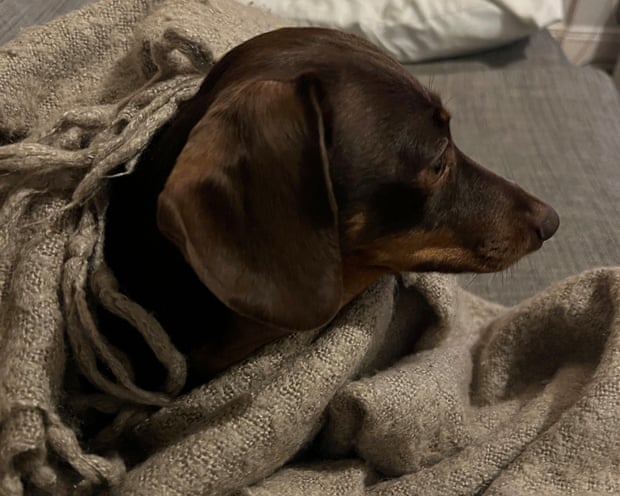 Willow wrapped in a blanket