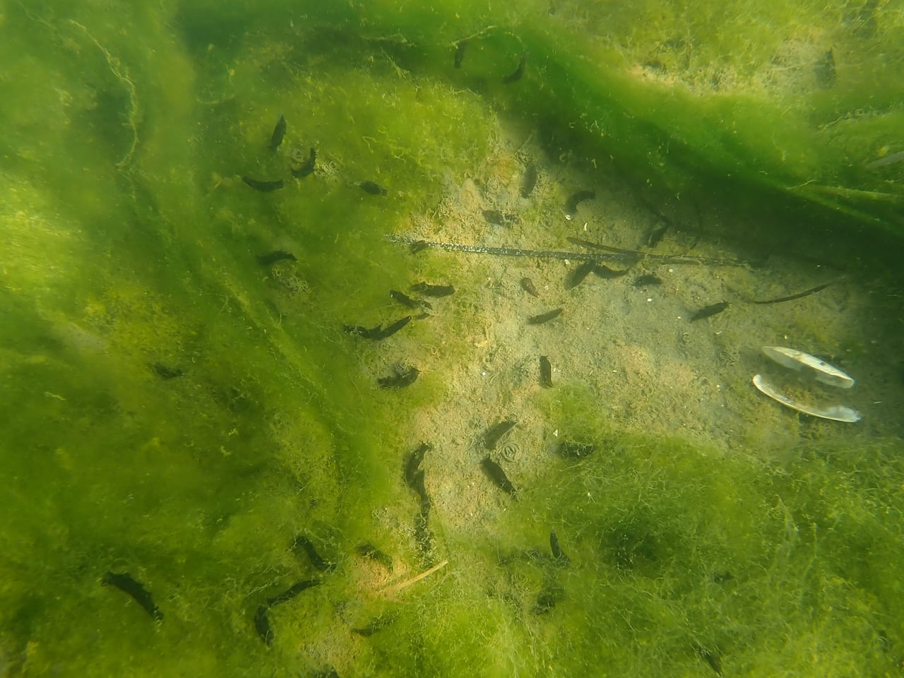 A few dozen dark slugs are seen on the seafloor surrounded by algae.
