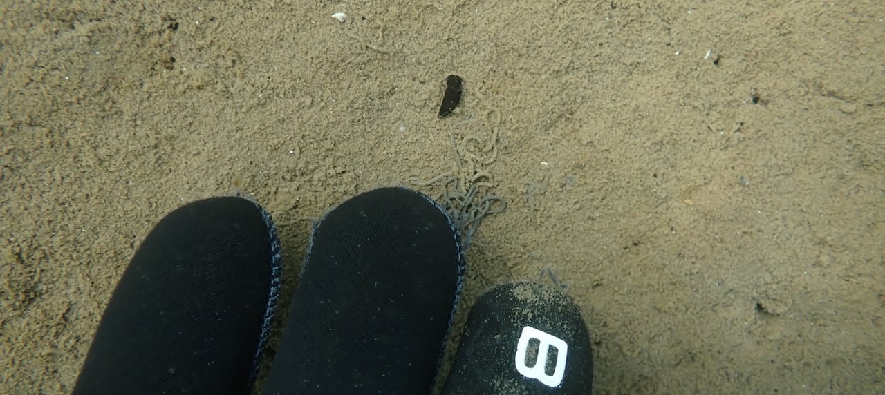 A gloved hand is shown next to a tiny sea slug.