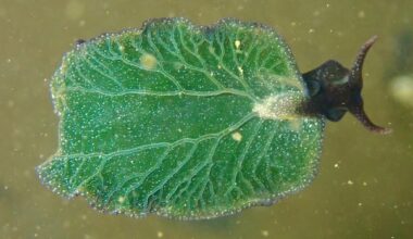 A rare photosynthesizing sea slug has been found off N.S. Here's why scientists are excited