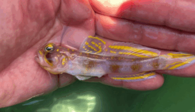 New fish discovered and named “Vanderhorstia supersaiyan” for obvious reasons