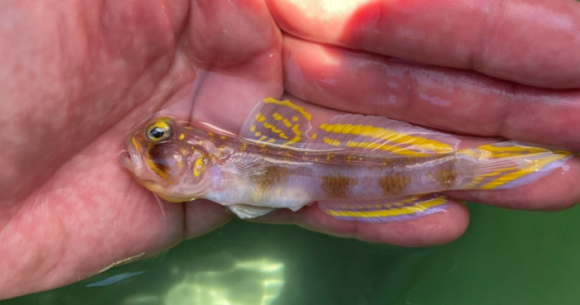 New fish discovered and named “Vanderhorstia supersaiyan” for obvious reasons