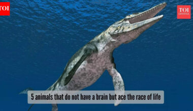 ​5 animals that went extinct in recentyears​