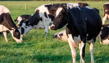 Bluetongue - Bangor: Suspected case of ‘devastating’ livestock disease in Northern Ireland as government officials investigate