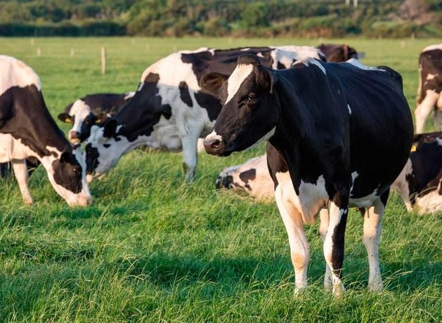 Bluetongue - Bangor: Suspected case of ‘devastating’ livestock disease in Northern Ireland as government officials investigate