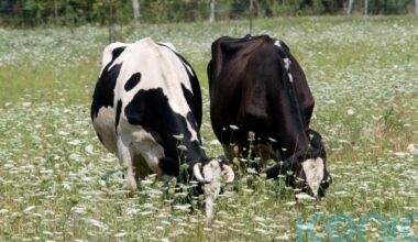 First suspected bluetongue outbreak in Northern Ireland under investigation