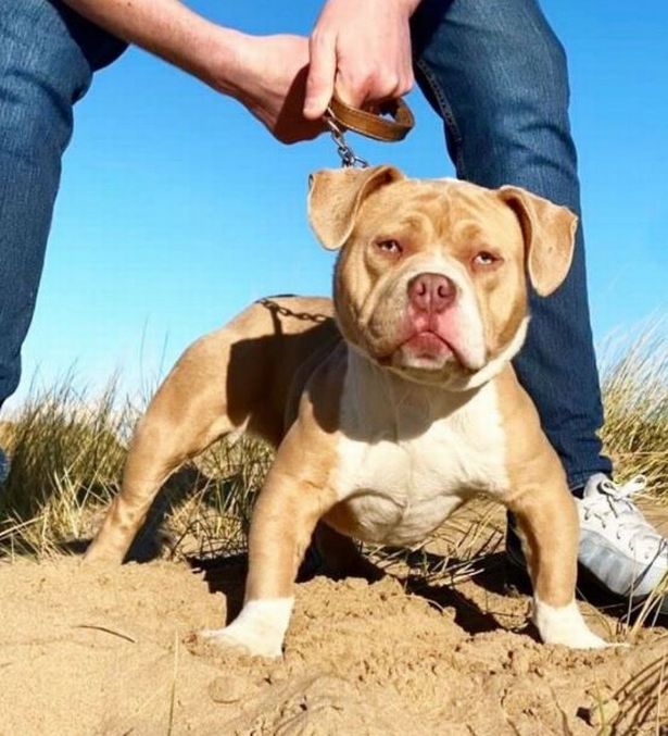 Pocket bully, Princess