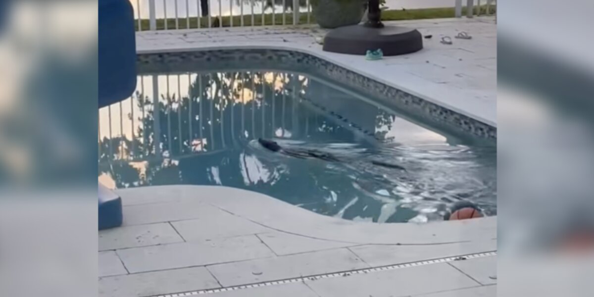Homeowners Call For Help When They Find 'River' Animal Swimming In Their Pool