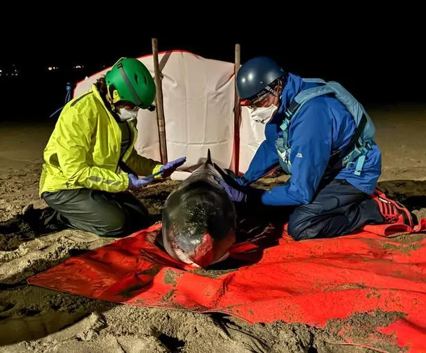 Experts tried to save a rare Pygmy sperm whale calf stranded on Trearddur Bay beach on Anglesey on Thursday, November 27, 2025