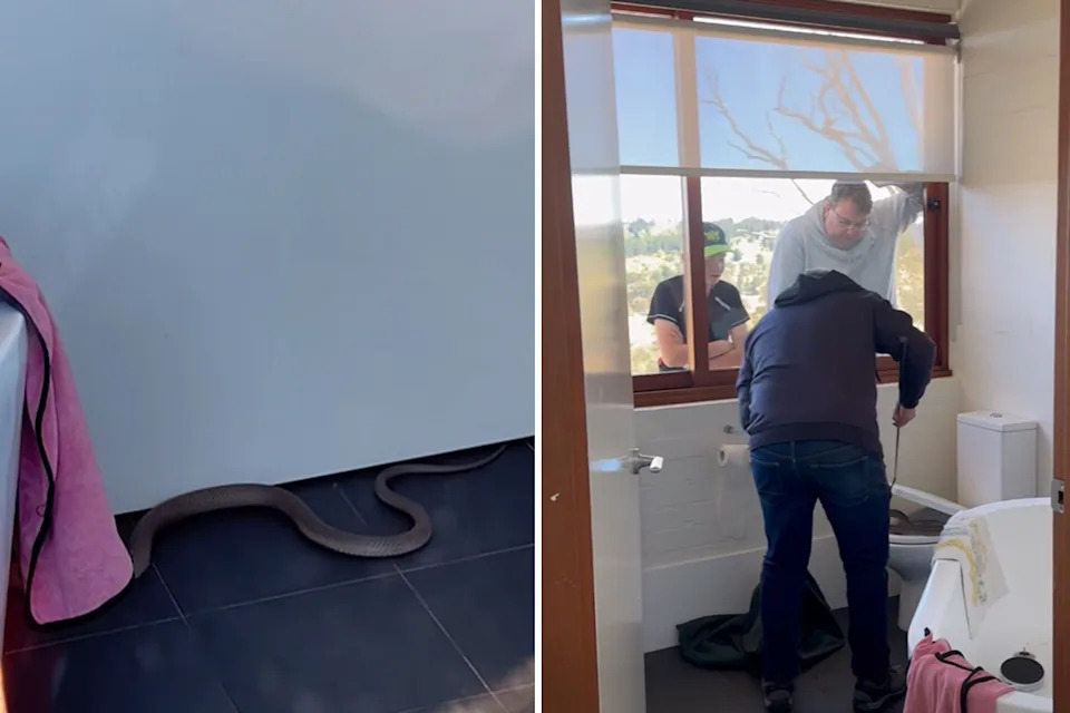 Left, the snake trying to escape from the family's bathroom but unable to due to the towels on the other side of the door. Right, the family watch on through the window as Gavin pulls the snake from the toilet.