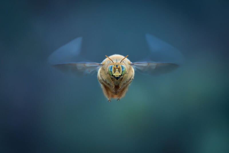 A close-up photo of a golden-yellow bee in mid-flight, with its wings blurred from motion and facing directly toward the camera against a softly blurred blue-green background.