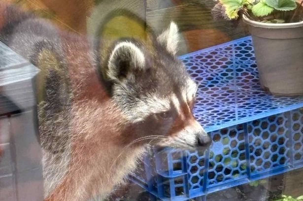 The wild animal, native to North America, as seen roaming freely in the garden and peering into a home