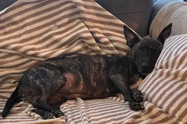 Coco has been looking for her forever home for a year now